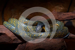 Puffing Snake, Pseustes poecilonotus, in dark habitat. Non venomous snake in the nature habitat. Poisonous animal from South Ameri