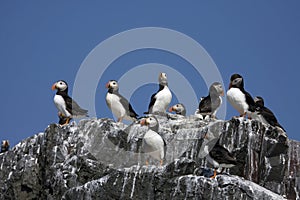 Puffins