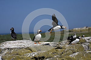 Puffins