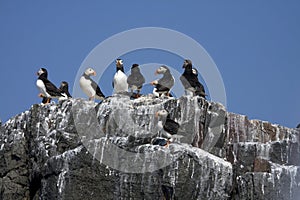 Puffins