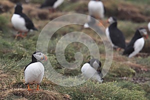 Puffins