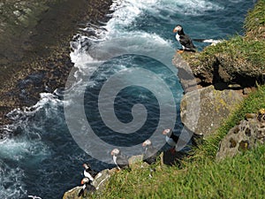 Puffins