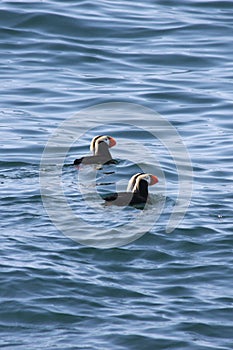 Puffins