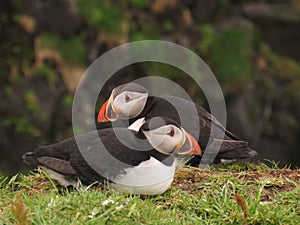 Puffins