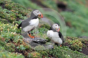 Puffins