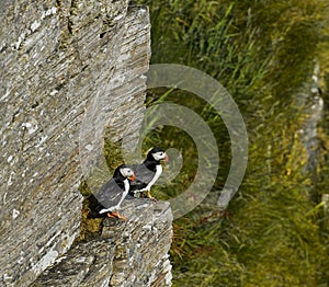 Puffins