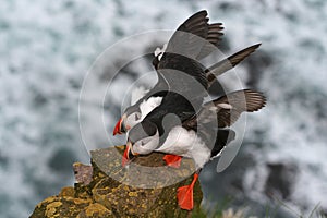 Puffins