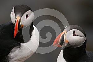 Puffins