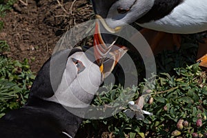 Puffins