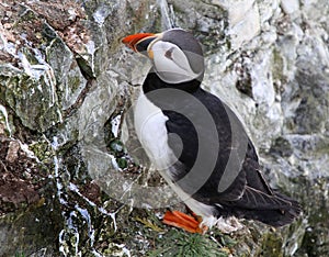 Puffins are any of three small species of alcids (auks) in the bird genus Fratercula