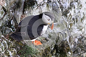 Puffins are any of three small species of alcids (auks) in the bird genus Fratercula