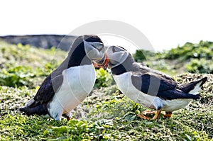 Puffins