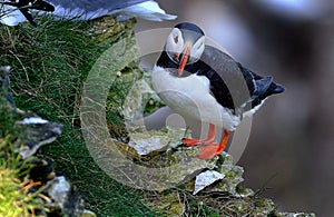 Puffins are any of three species of small alcids in the bird genus Fratercula.
