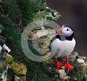 Puffins are any of three species of small alcids in the bird genus Fratercula.