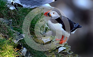 Puffin on high chalk cliffs at Bempton, Yorkshire, Uk.