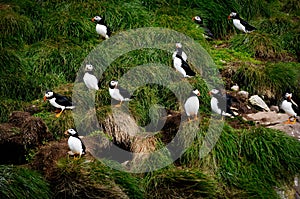 Puffins at Bay Bulls, Newfoundland and Labrador, canada photo