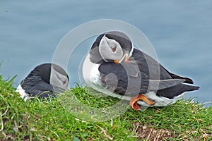 Puffins birds close-up on Mykines island Faroe Islands