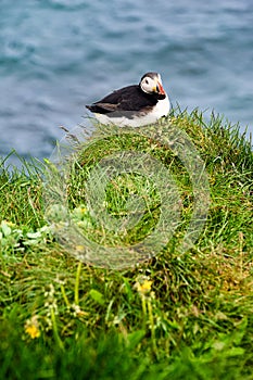 Puffins in Borgafjordur Eystri reserve sanctuary. Iceland