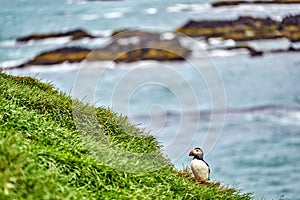 Puffins in Borgafjordur Eystri reserve sanctuary. Iceland