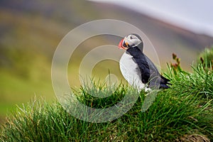 Puffins in Borgafjordur Eystri reserve sanctuary. Iceland