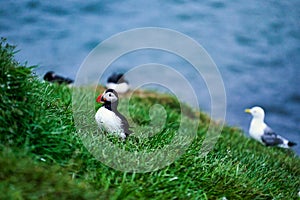 Puffins in Borgafjordur Eystri reserve sanctuary. Iceland