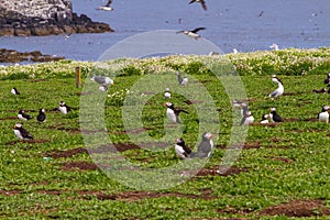 Puffins with brightly coloured beaks in Farne Islands