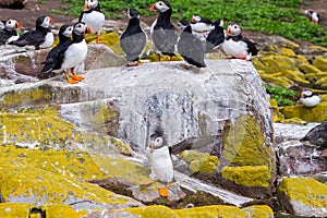 Puffins with brightly coloured beaks in Farne Islands