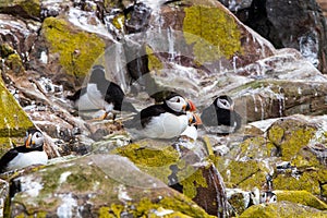 Puffins with brightly coloured beaks in Farne Islands