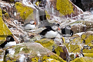 Puffins with brightly coloured beaks in Farne Islands