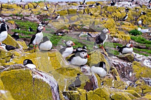 Puffins with brightly coloured beaks in Farne Islands