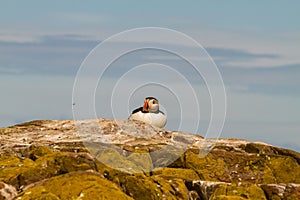 Puffins with brightly coloured beaks in Farne Islands