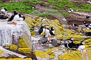 Puffins with brightly coloured beaks in Farne Islands