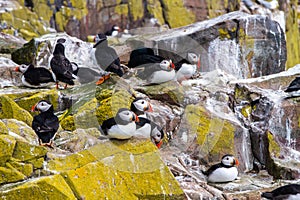 Puffins with brightly coloured beaks in Farne Islands