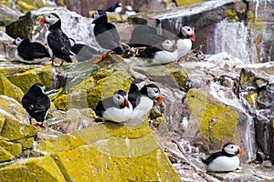 Puffins with brightly coloured beaks in Farne Islands