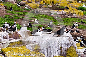 Puffins with brightly coloured beaks in Farne Islands