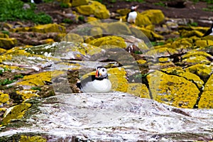 Puffins with brightly coloured beaks in Farne Islands