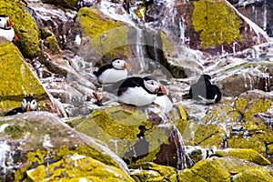 Puffins with brightly coloured beaks in Farne Islands