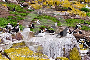 Puffins with brightly coloured beaks in Farne Islands