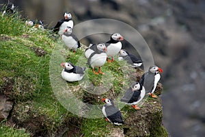 Puffins on a cliff