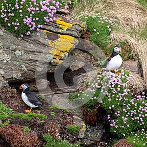 Puffins on the cliff face at Handa Island near Scourie in Sutherland on the north west coast of Scotland UK.