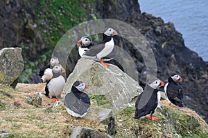 Puffins on a cliff in Faroe Islands