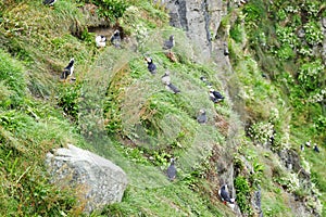 Puffins on a cliff near HusavÃÂ­k, Iceland