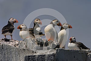 Puffins on the cliff top
