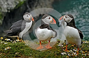 Puffins on the Clifftop