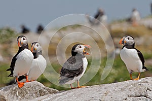 Puffins