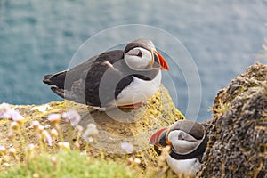 Puffins family - Latrabjarg, Iceland.