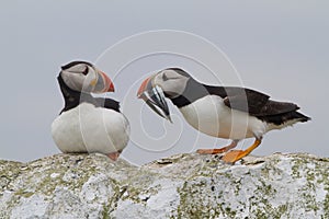 Puffins, Farne Islands