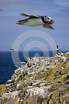Puffins on the Farne Islands - England