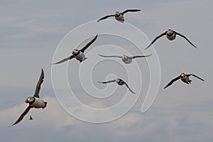 Puffins, Farne Islands