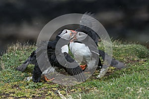 Puffins Fighting